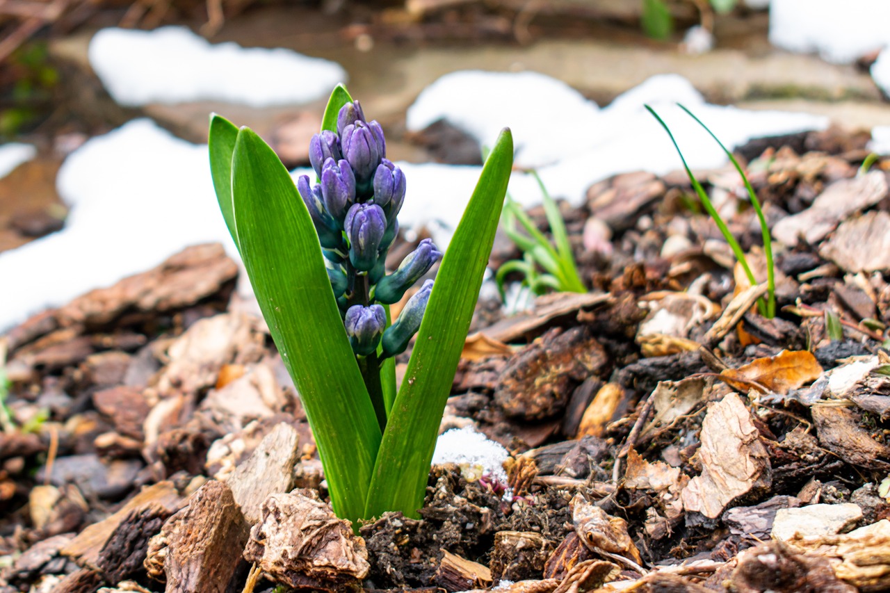 Ökologische Mulche für den Garten und Balkon